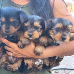 Yorkshire Terriers from JUAREZ FAMILY YORKIES