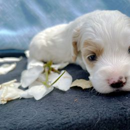 Cockapoo and Pomeranian Puppies from Luna Kennel