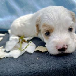 Cockapoo and Pomeranian Puppies from Luna Kennel