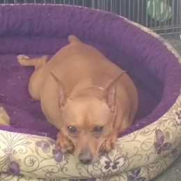 Nuggett - Miniature Pinscher