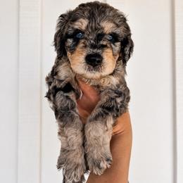 Gunnar - Blue merle male Aussiedoodle puppy in Greensboro, North Carolina from Glendale Doodles