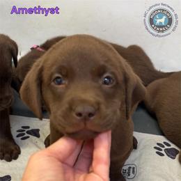 Amethyst - Chocolate female Labrador Retriever puppy in Elloree, South Carolina from Moonlight Kennels LLC