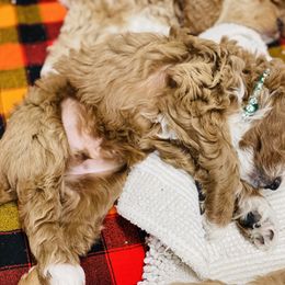 Goldendoodle Puppies from Kings Royal Mini Doodles by King Farms