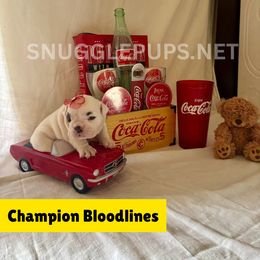 China Doll - White female Bulldog puppy in Tremonton, Utah from Snuggle Pups