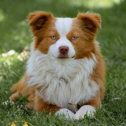 Midas - Miniature American Shepherd