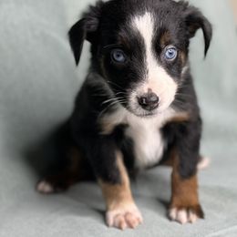 Cam - Black tri male Toy Australian Shepherd puppy in Milton Freewater, Oregon from Sparkling Cross Toy & Mini Aussies