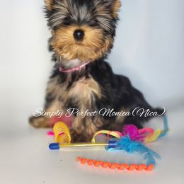 Yorkshire Terrier Puppies from Simply Perfect Yorkies