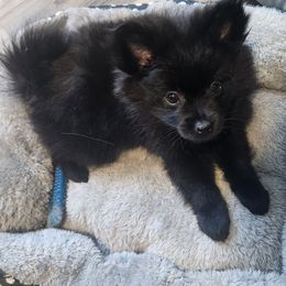 JJ - Black female Pomeranian puppy in Newport News, Virginia from Itty bitty friends