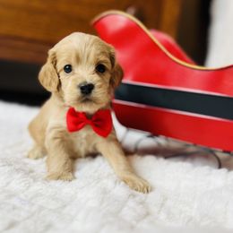 Grinch - Buff male Cockapoo puppy in Alexandria, Alabama from Bright and Beautiful Cockapoos and Doodles