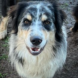 Australian Shepherd All Grown Up from K & R Australian Shepherds