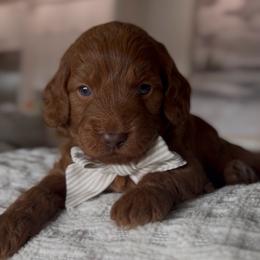 Bravo only boy - Red  male Goldendoodle puppy in Queen Creek, Arizona from Sunny Doodles
