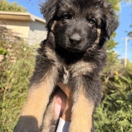 Red Collar - Black and tan male German Shepherd puppy in Sylvania, Ohio from Mitso Shepherds