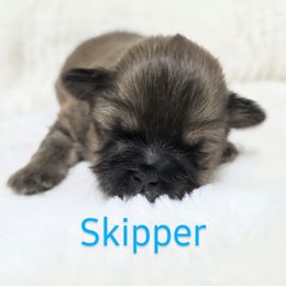 Skipper - Brown male Shichon puppy in Ronda, North Carolina from Willow River