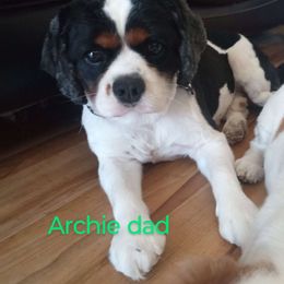 Archie - Cavalier King Charles Spaniel