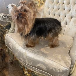Daphne - Yorkshire Terrier