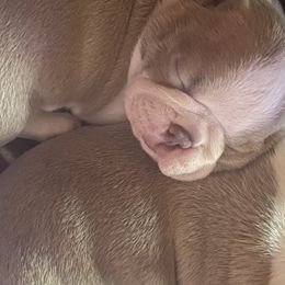 Boston Terriers from Samantha's Boston Terriers