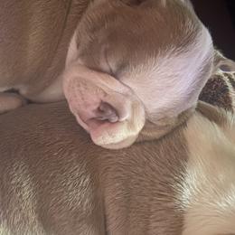 Boston Terriers from Samantha's Boston Terriers