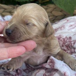 Girl 5 - female Irish Doodle puppy in Home, Pennsylvania from Plum Creek Acres Next Generation
