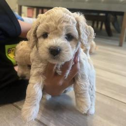 Poodle Puppies from Sun Toy Poodles