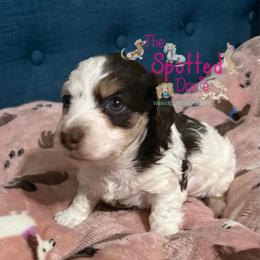 Chocolate and cream pie - Piebald female Dachshund puppy in Mt. Vernon, Texas from The Spotted Doxie