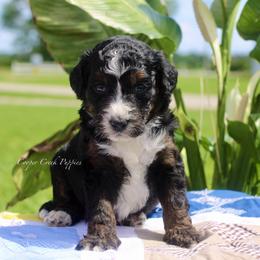 Gwen - Tri-color female Bernedoodle puppy in Lowry City, Missouri from Cooper Creek Puppies
