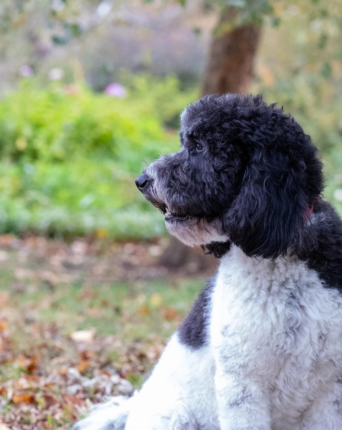 Doodle Me This Goldendoodles in Missouri Goldendoodle puppies Good Dog