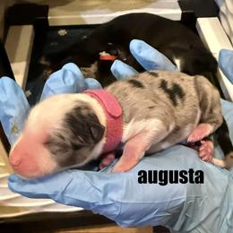 Augusta - Blue merle female Toy Australian Shepherd puppy in Nemo, Texas from Fairway Furries