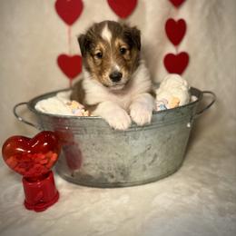 Mike - Sable male Collie puppy in Chilhowie, Virginia from Jolly Collies
