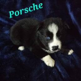 Porsche - Black and white female Siberian Husky puppy in Urbana, Ohio from Fairhaven's Siberian Huskies