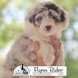 Flynn Rider - Blue merle and white male Sheepadoodle puppy in Cleveland, Tennessee from Narrow Path Old English & Sheepadoodles