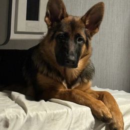 German Shepherd All Grown Up from Bunkerhill Shepherds
