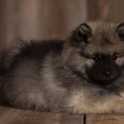 Keeshond Puppies from Peregrine Keeshond
