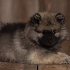 Keeshond Puppies from Peregrine Keeshond