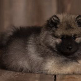 Keeshond Puppies from Peregrine Keeshond