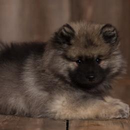 Keeshond Puppies from Peregrine Keeshond