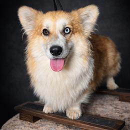 Armani - Pembroke Welsh Corgi