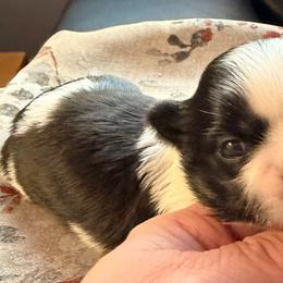 Black and white female(possible parti) - Black and white female Shih Tzu puppy in Citrus Heights, California from The Lion dog Shih Tzu