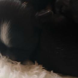 Rose - Black female Morkie puppy in Atlanta, Georgia from Cocktail Puppies