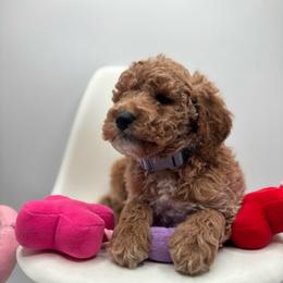 Rocky - Apricot male Goldendoodle puppy in Creston, Ohio from Mini Doodles Dandy