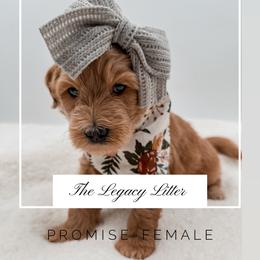 Promise - Apricot female Goldendoodle puppy in Hollister, Missouri from Wild Acres Goldendoodles
