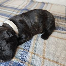 Puppy 3 - Brindle male Scottish Terrier puppy in San Tan Valley, Arizona from For the love of Scotties