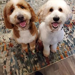 Bernedoodle, Goldendoodle, and Poodle Puppies from Southern Enchanted Doodles