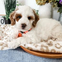 Trenton - Parti male Goldendoodle puppy in Pleasant Grove, Utah from Destination Doodles