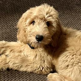 Grahm - Apricot male Goldendoodle puppy in Ocala, Florida from Dandy Doodles