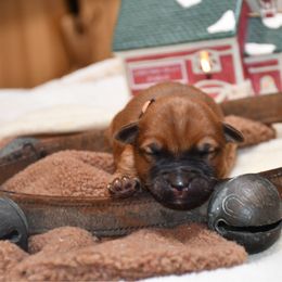 Harry - Wheaten male Soft Coated Wheaten Terrier puppy in Kirksville, Missouri from BellSharps Australian Shepherds