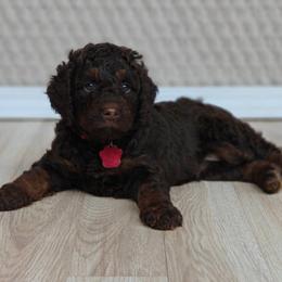 Chewy - Brown male Bernedoodle puppy in Guthrie, Oklahoma from Edmond Doodles, LLC
