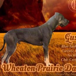 Gus - Great Dane