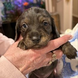 Spot - Black and tan male Dachshund puppy in Heber Overgaard, Arizona from Sonoran Doxies