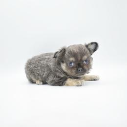 Slate - Blue and tan male Chihuahua puppy in Bulls Gap, Tennessee from Smokey Mountain Chihuahuas