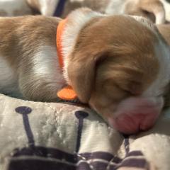 Girl 5 - Red and white female Basset Hound puppy in Saint Cloud, Florida from Mockingbird Hollow Bassets